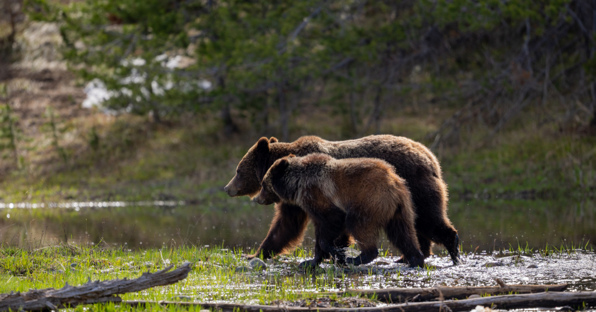The Last Time I Saw Grizzly Bear 399